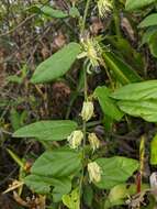 Passiflora auriculata Kunth的圖片