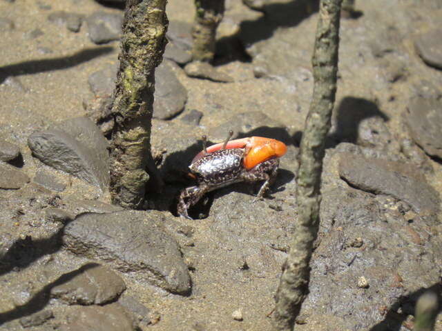 Image of Austruca occidentalis (Naderloo, Schubart & Shih 2016)