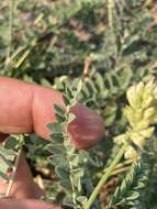 Astragalus canadensis var. brevidens (Gandog.) Barneby的圖片