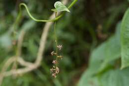 Image of Dioscorea piperifolia Humb. & Bonpl. ex Willd.