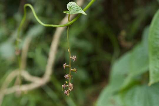 Imagem de Dioscorea piperifolia Humb. & Bonpl. ex Willd.