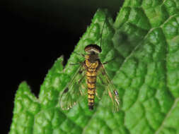 Image of Chrysopilus splendidus (Meigen 1820)