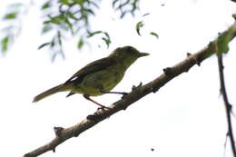 Image of Mangrove Vireo