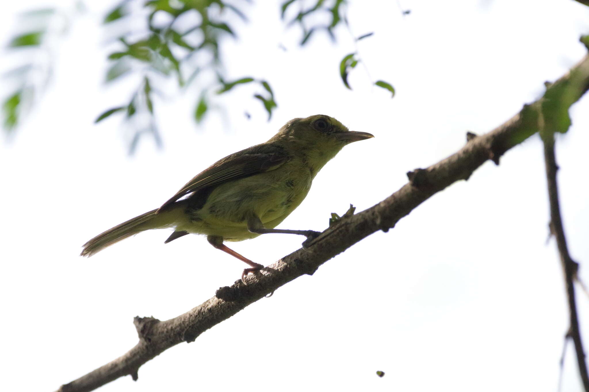 Image of Mangrove Vireo