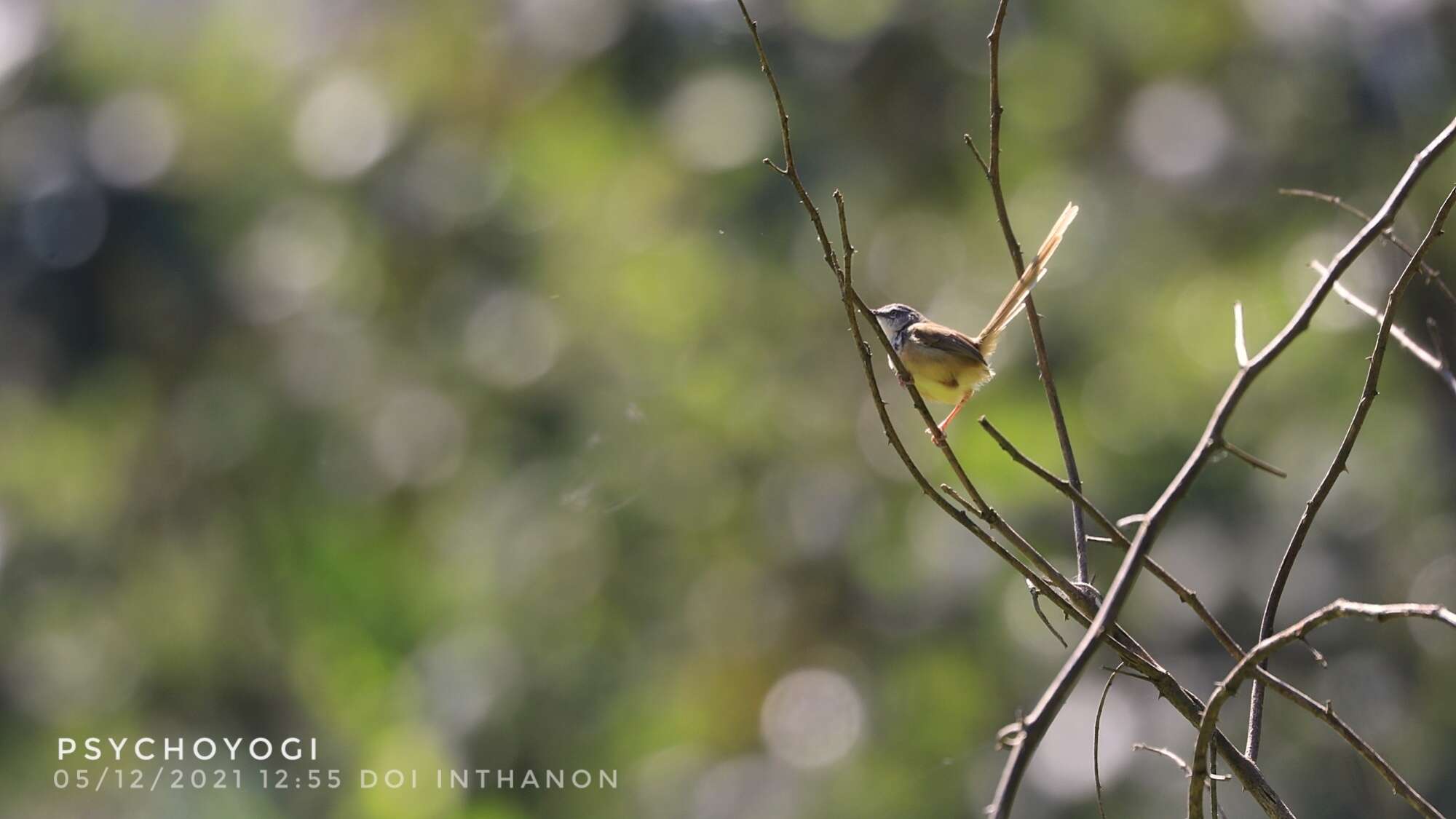 Image of Hill Prinia