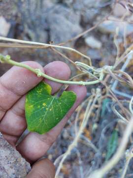 صورة Polystemma cordifolium (A. Gray) Mc Donnell & Fishbein