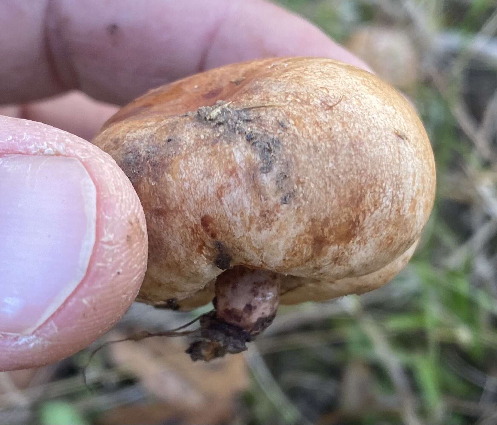 Image de Zelleromyces cinnabarinus Singer & A. H. Sm. 1960