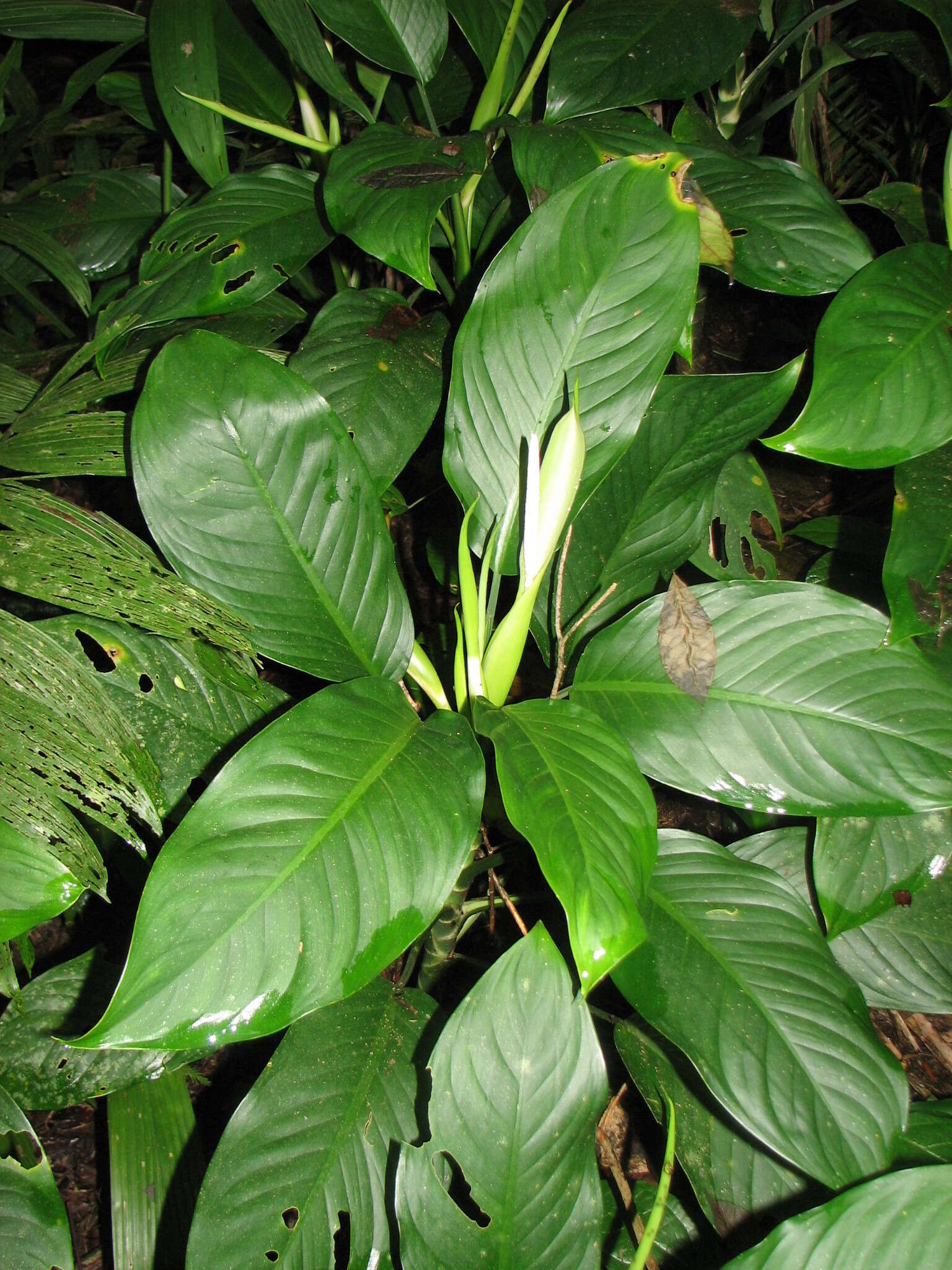 Image of Dieffenbachia oerstedii Schott