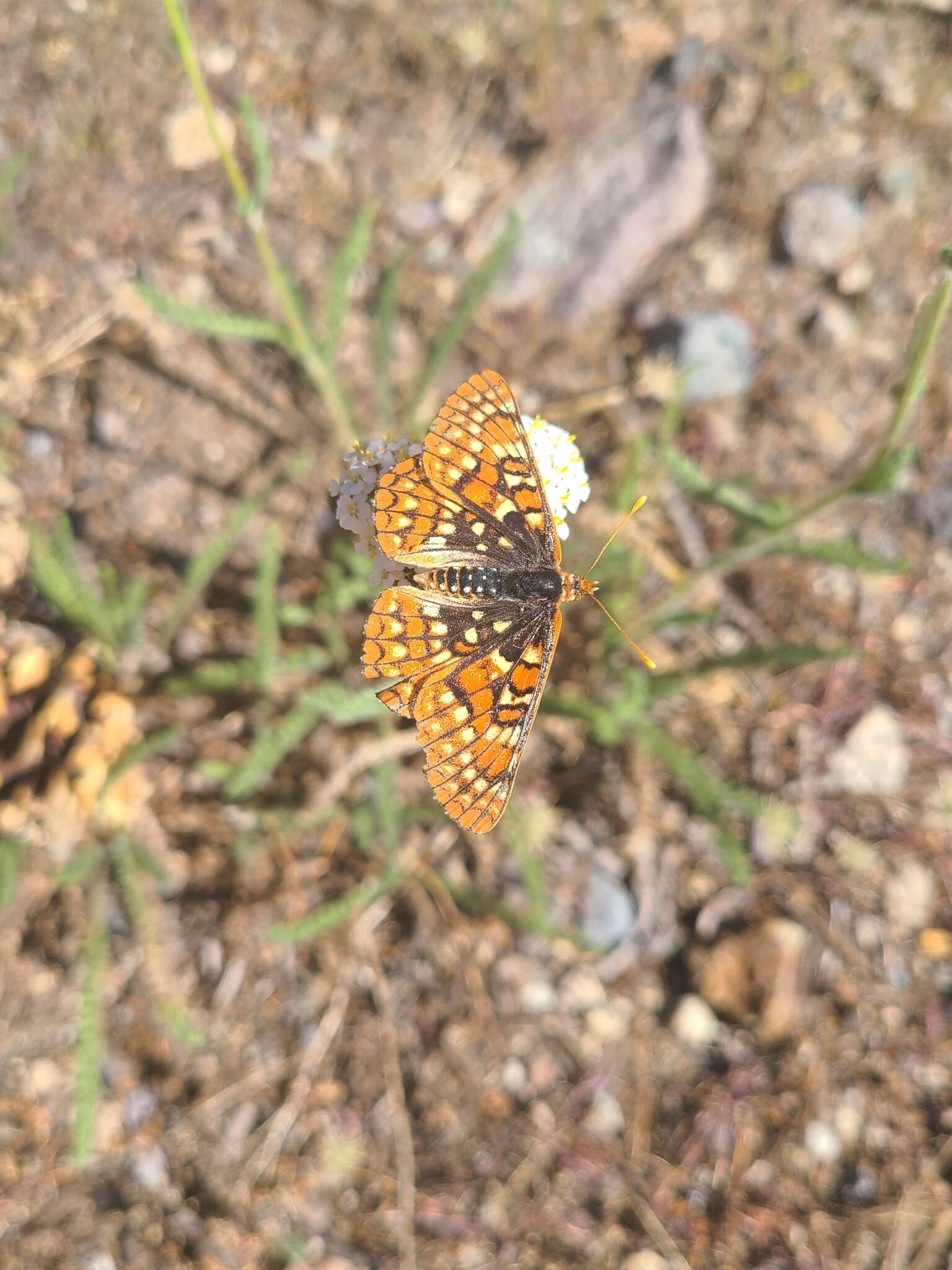 Euphydryas chalcedona sierra (W. G. Wright 1905)的圖片