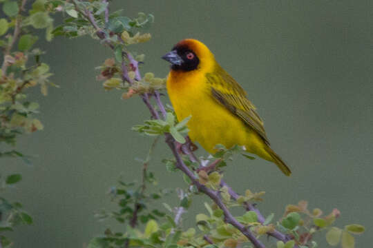 Image of Vitelline Masked Weaver