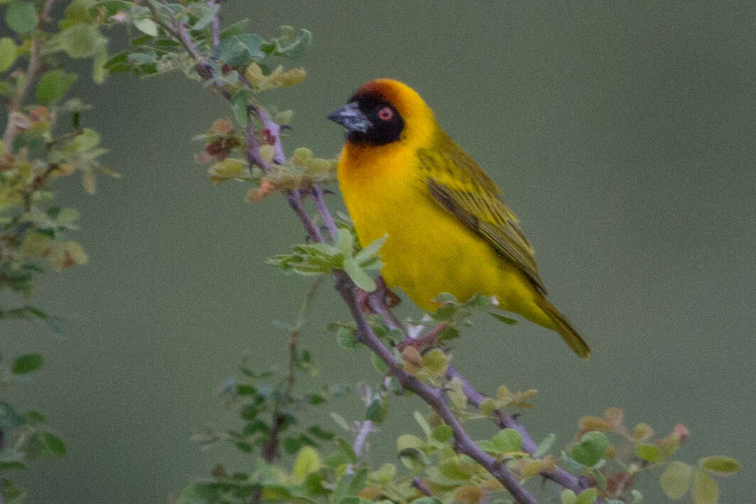 Image of Vitelline Masked Weaver