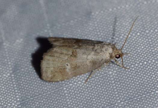 Image of Dotted Graylet Moth