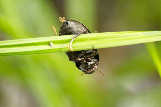 Image of Lesser silver water beetle