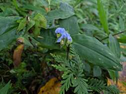 Commelina paludosa Blume的圖片