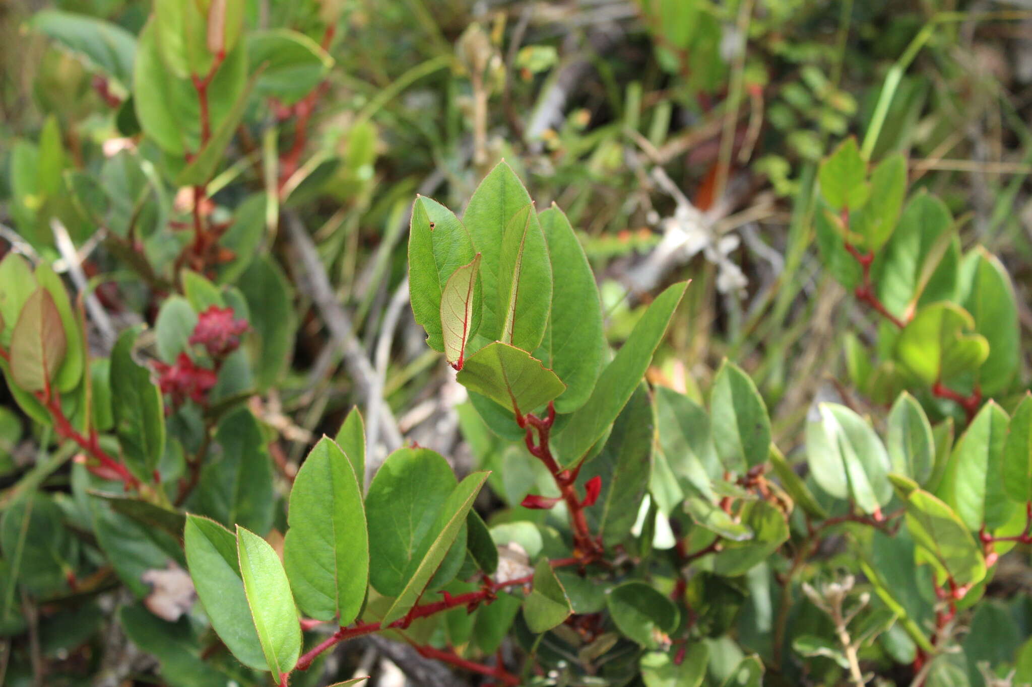 Imagem de Gaultheria rigida Kunth