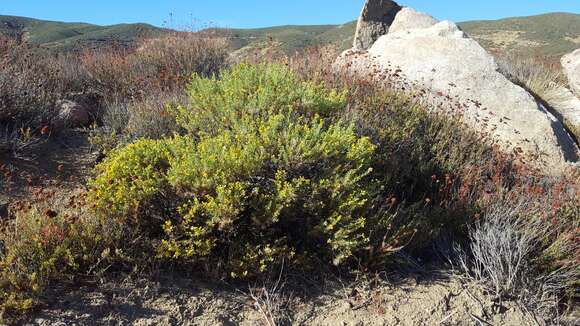 Image of chaparral goldenbush