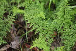 Image of Cheilanthes austrotenuifolia H. M. Quirk & T. C. Chambers