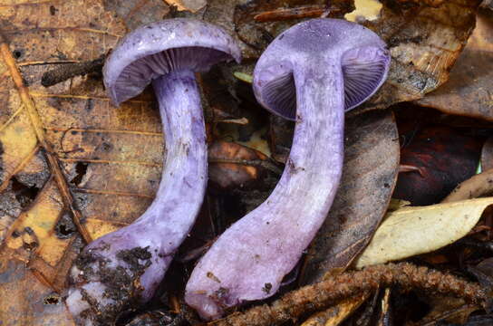 Image of Thaxterogaster occidentalis (A. H. Sm.) Niskanen & Liimat.