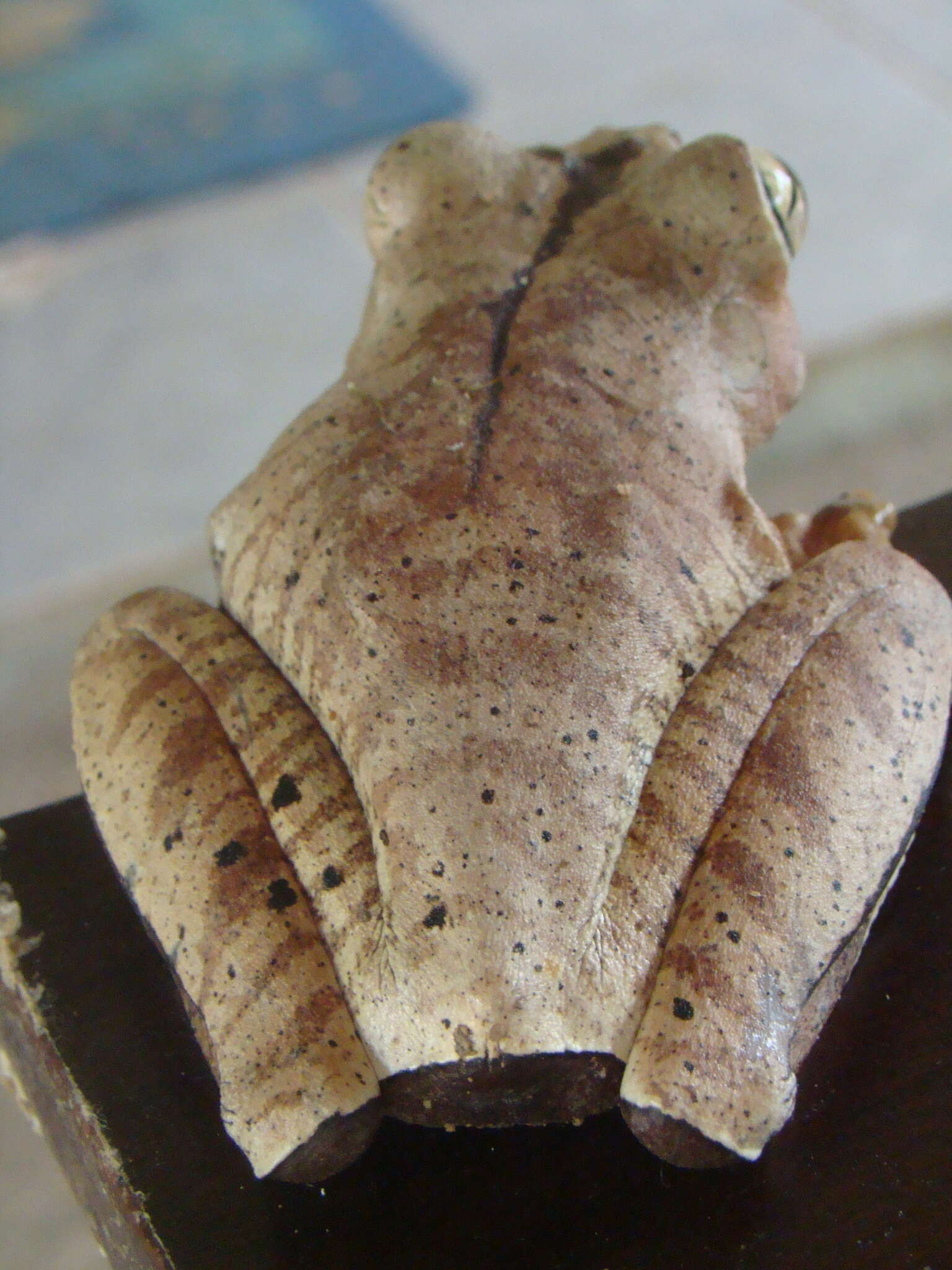 Image of Blacksmith tree frog