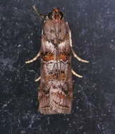 Image of Dioryctria pygmaeella