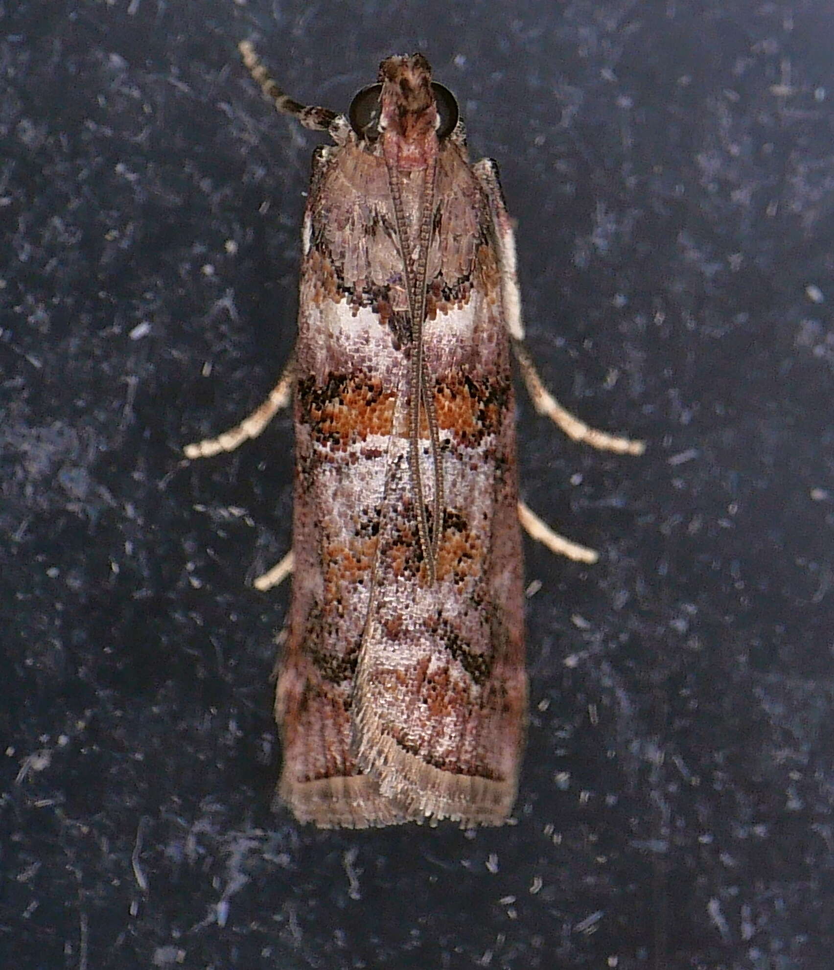 Image of Dioryctria pygmaeella