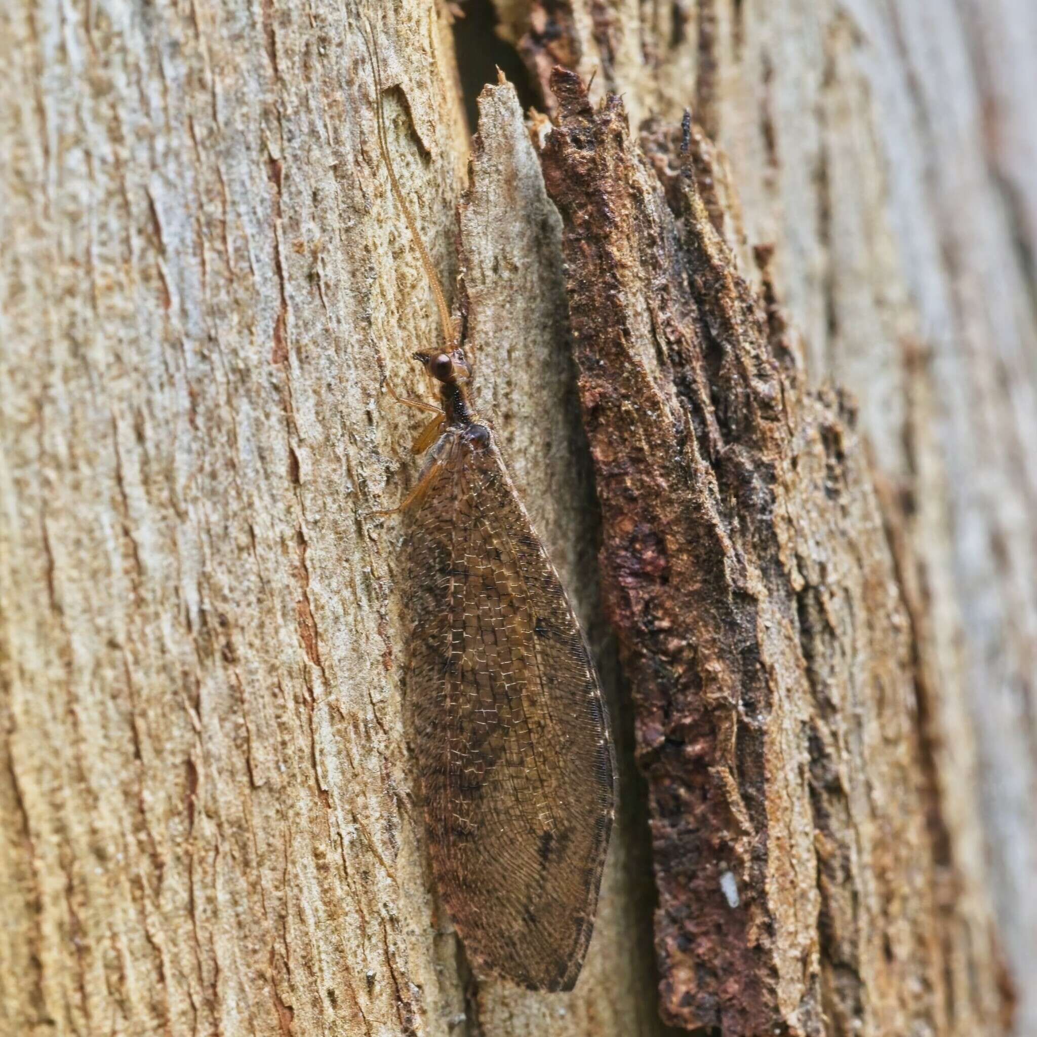 Image of Oedosmylus tasmaniensis Krüger 1913