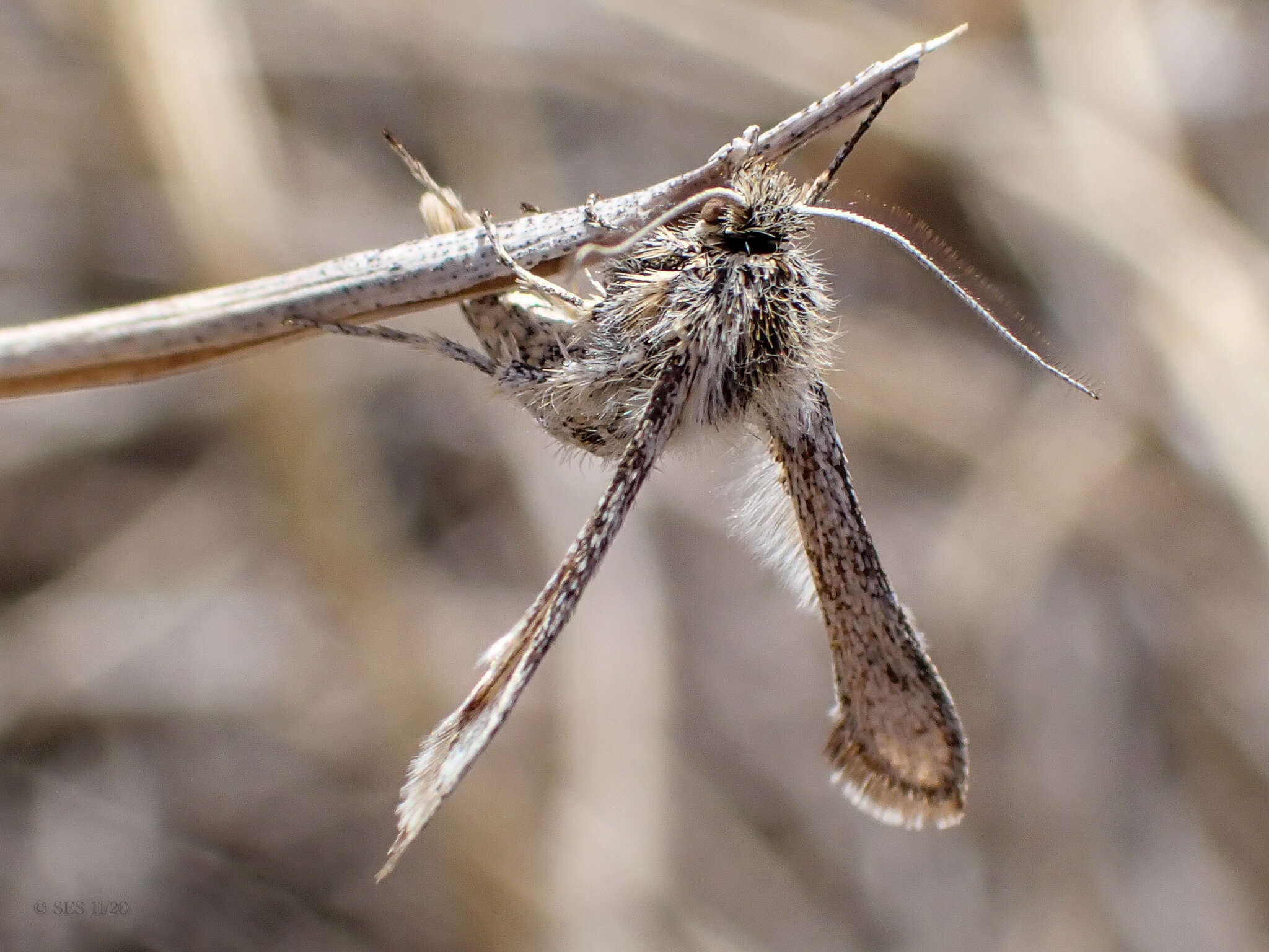 Image of Zenodoxus canescens Edwards 1881