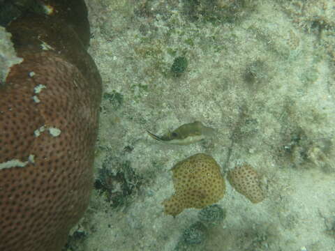 Image of Caribbean Sharpnose-puffer