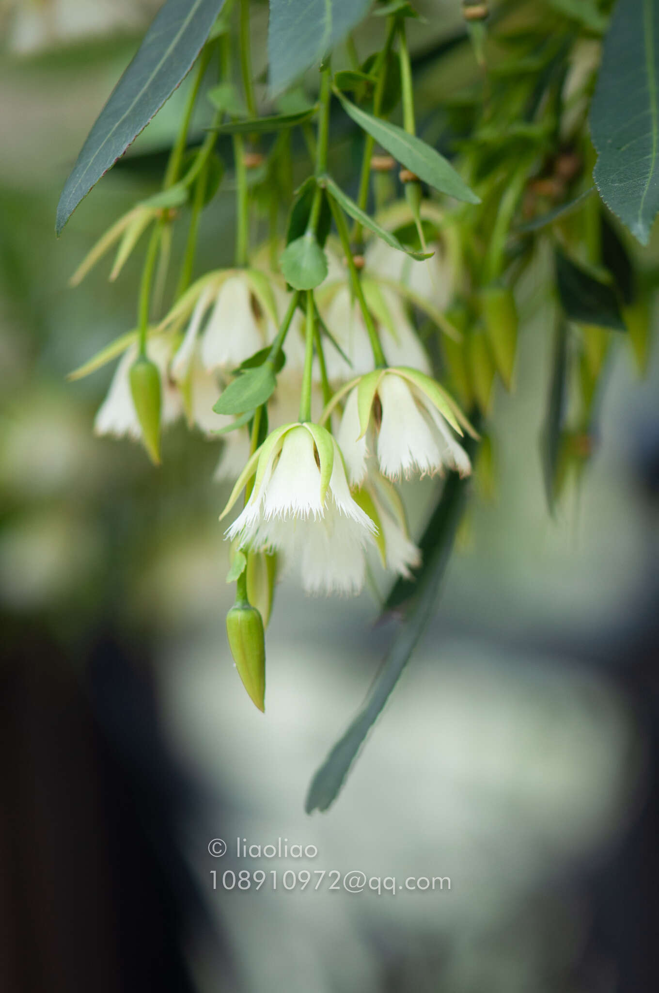 Image of Elaeocarpus hainanensis Oliv.