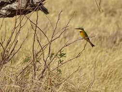 Image of Merops pusillus argutus Clancey 1967