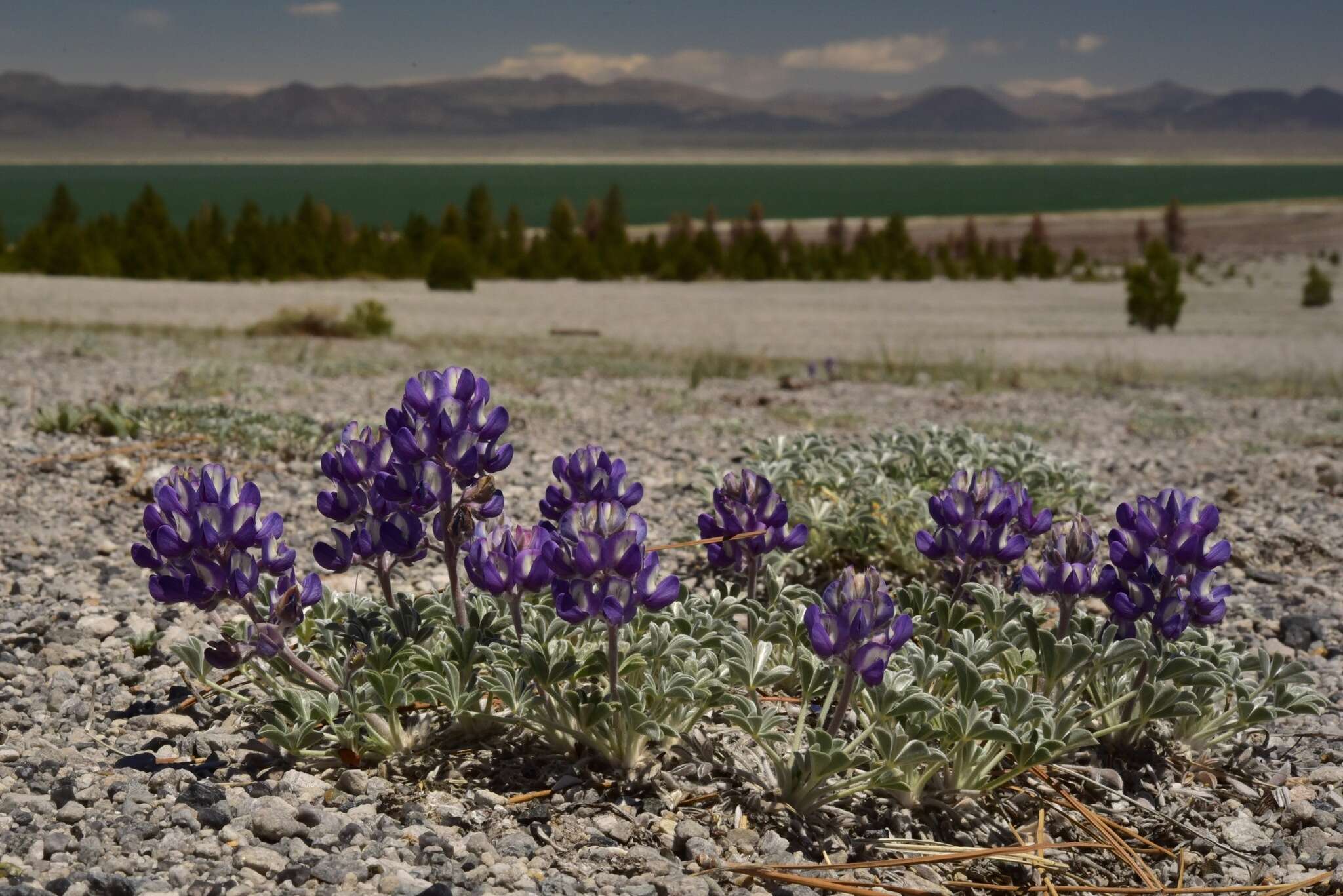 Image of Mono Lake lupine