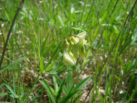 Image of Lathyrus pallescens (M. Bieb.) K. Koch