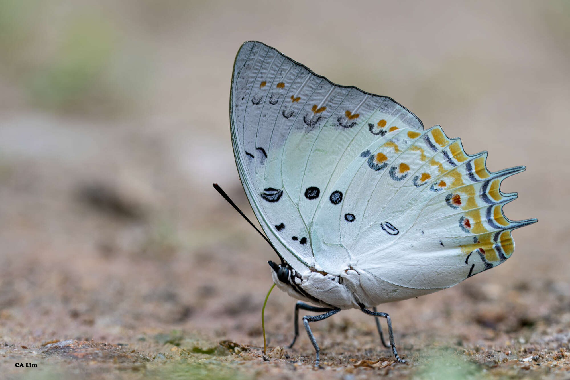 Image of Polyura delphis Doubleday 1843