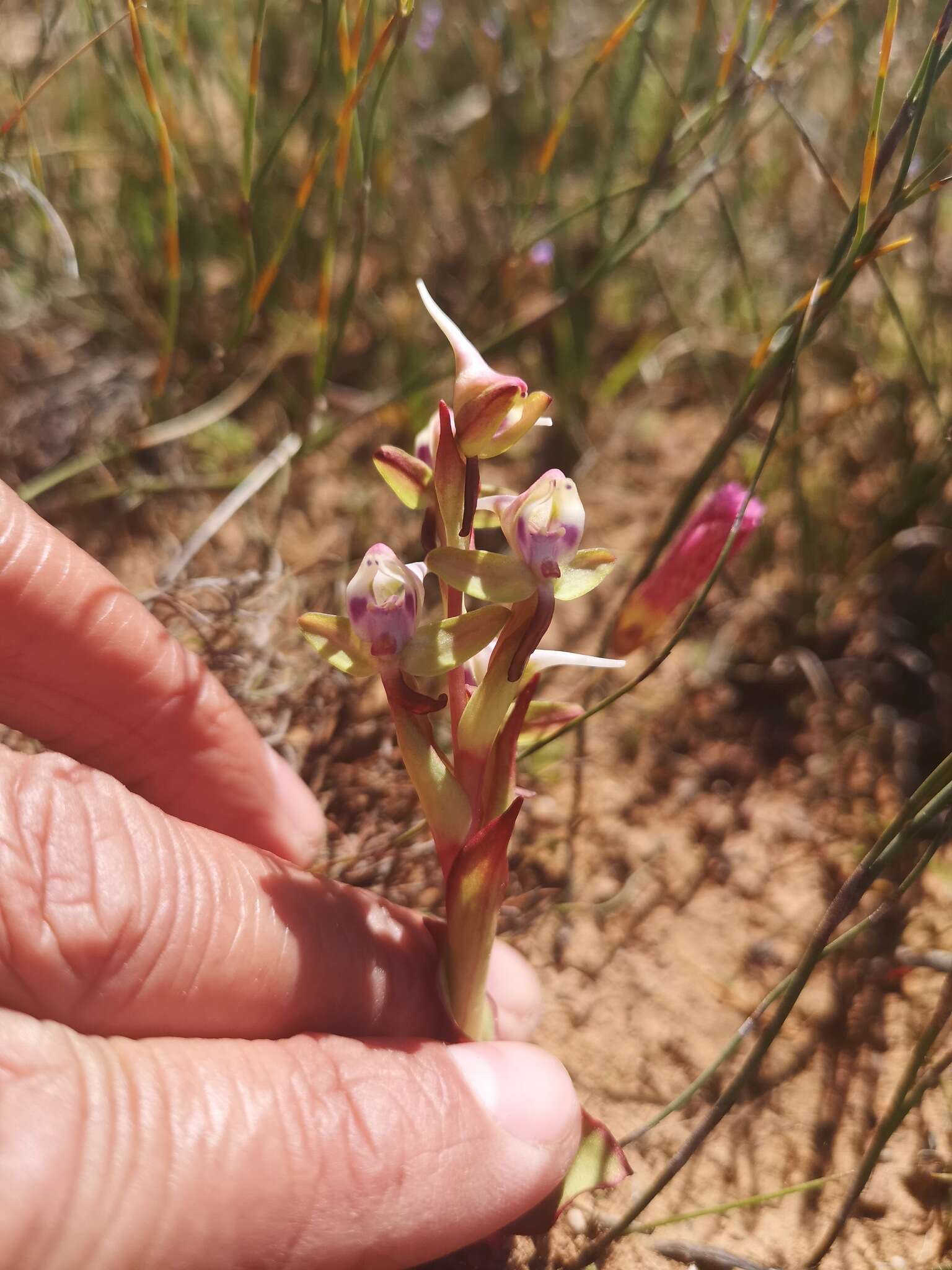 Image of Disa ovalifolia Sond.