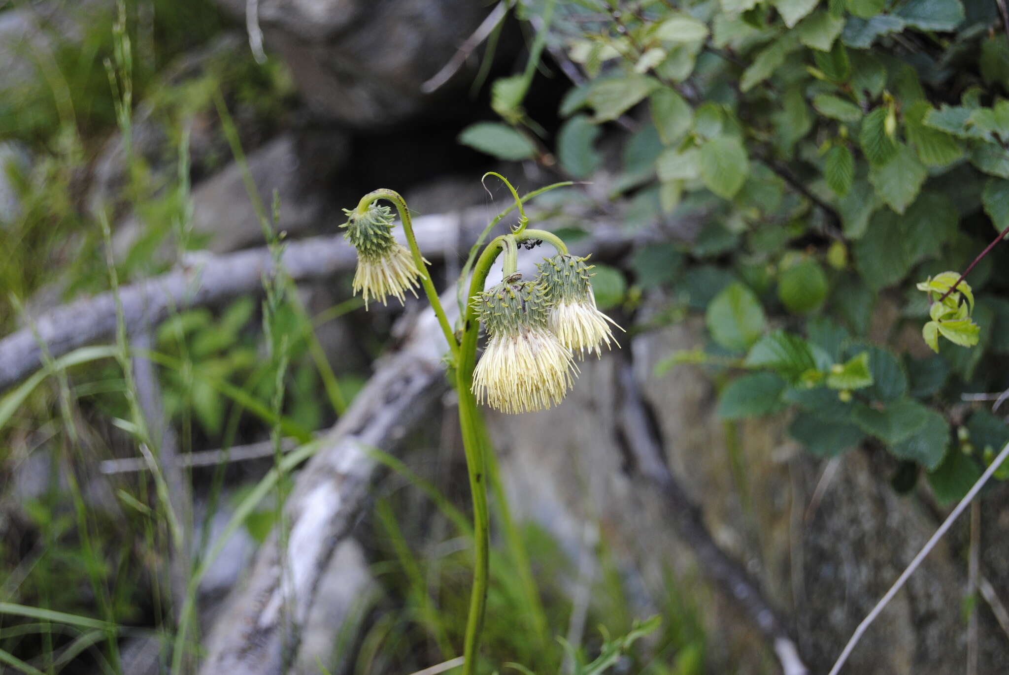 Image of Cirsium erisithales (Jacq.) Scop.