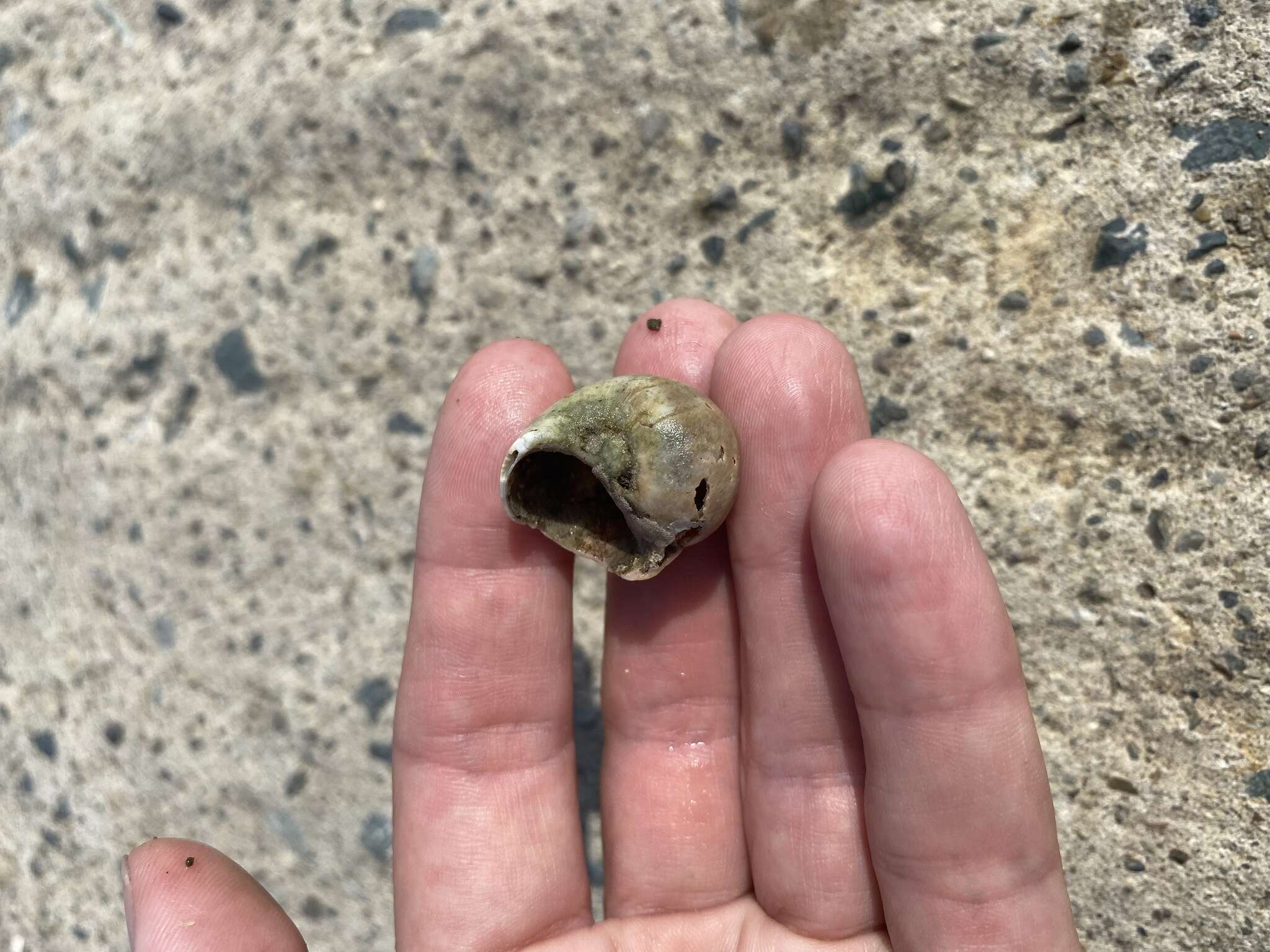 Image of Kurile moon snail