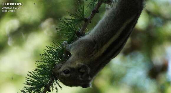 Image of Swinhoe's Striped Squirrel