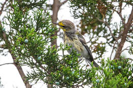 Image of Golden-cheeked Warbler
