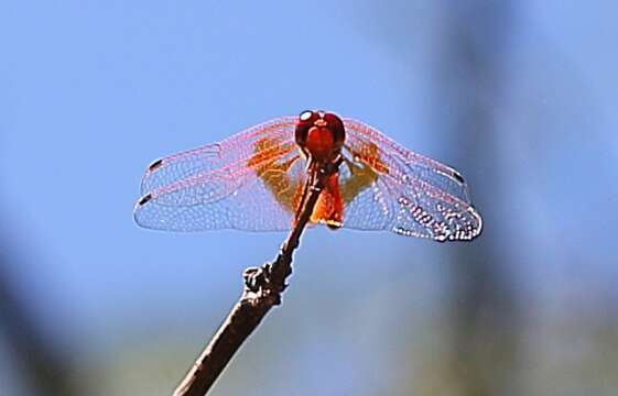 Imagem de <i>Trithemis kirbyi ardens</i> Gerstaecker 1891