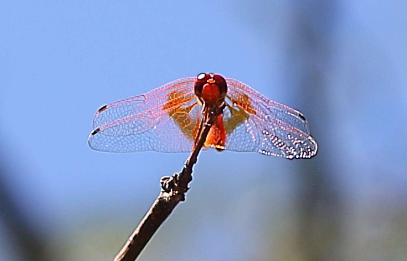 Imagem de <i>Trithemis kirbyi ardens</i> Gerstaecker 1891