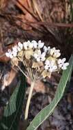 Image of pinewoods milkweed