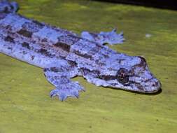 Image of Frilled Gecko