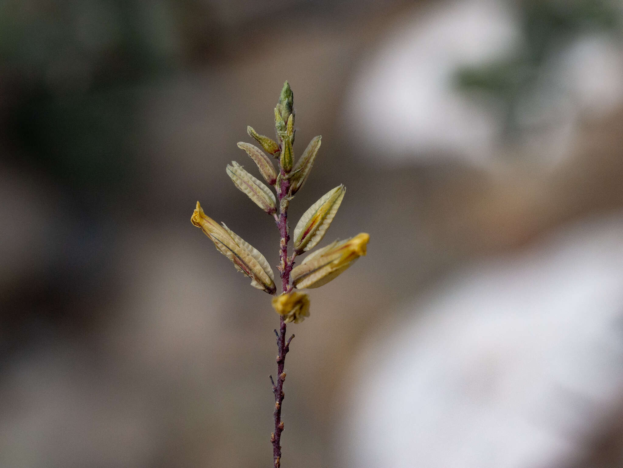 Image of Dyerophytum indicum (Gibs. ex Wight) O. Kuntze