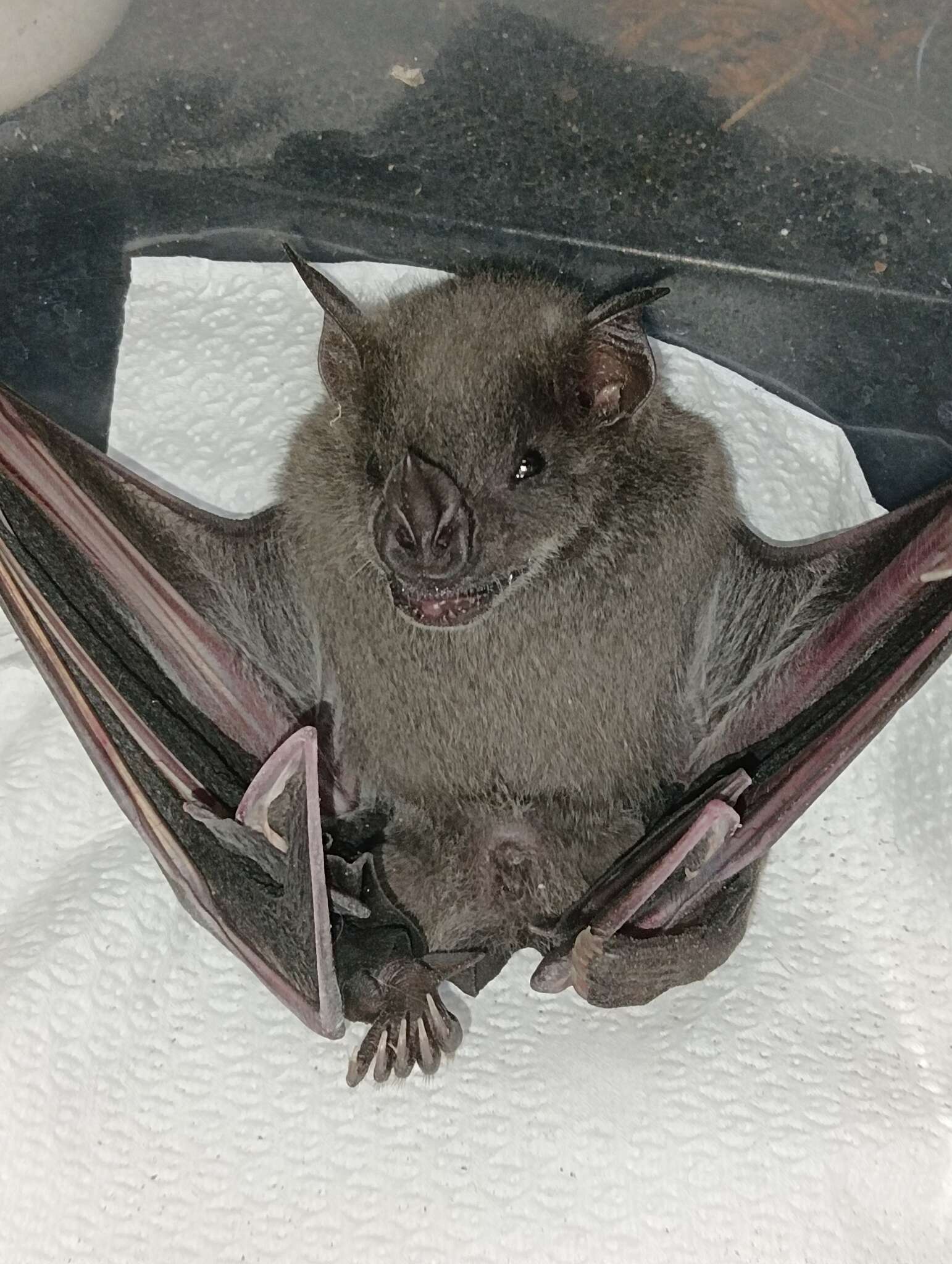 Image of Flat-faced Fruit-eating Bat