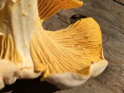 Image of Chanterelle