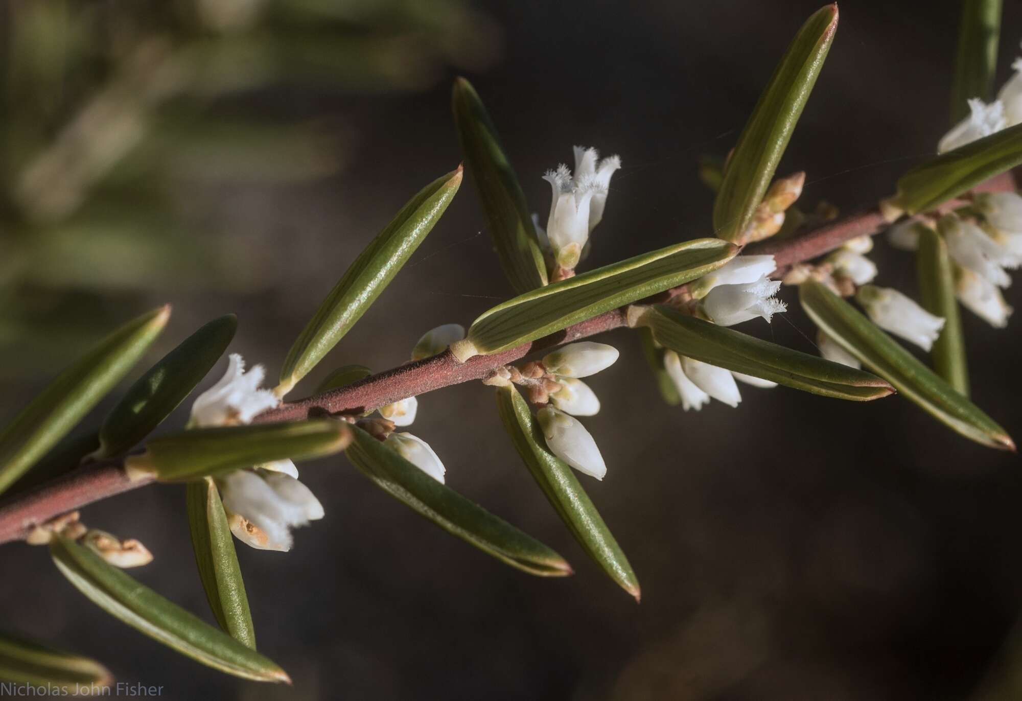 Image of Agiortia pedicellata (C. T. White) Quinn