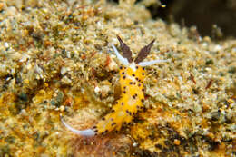 Image of Blacktip orange cerrata slug