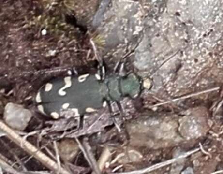 Image of Cicindela (Cicindela) gallica Brullé 1834