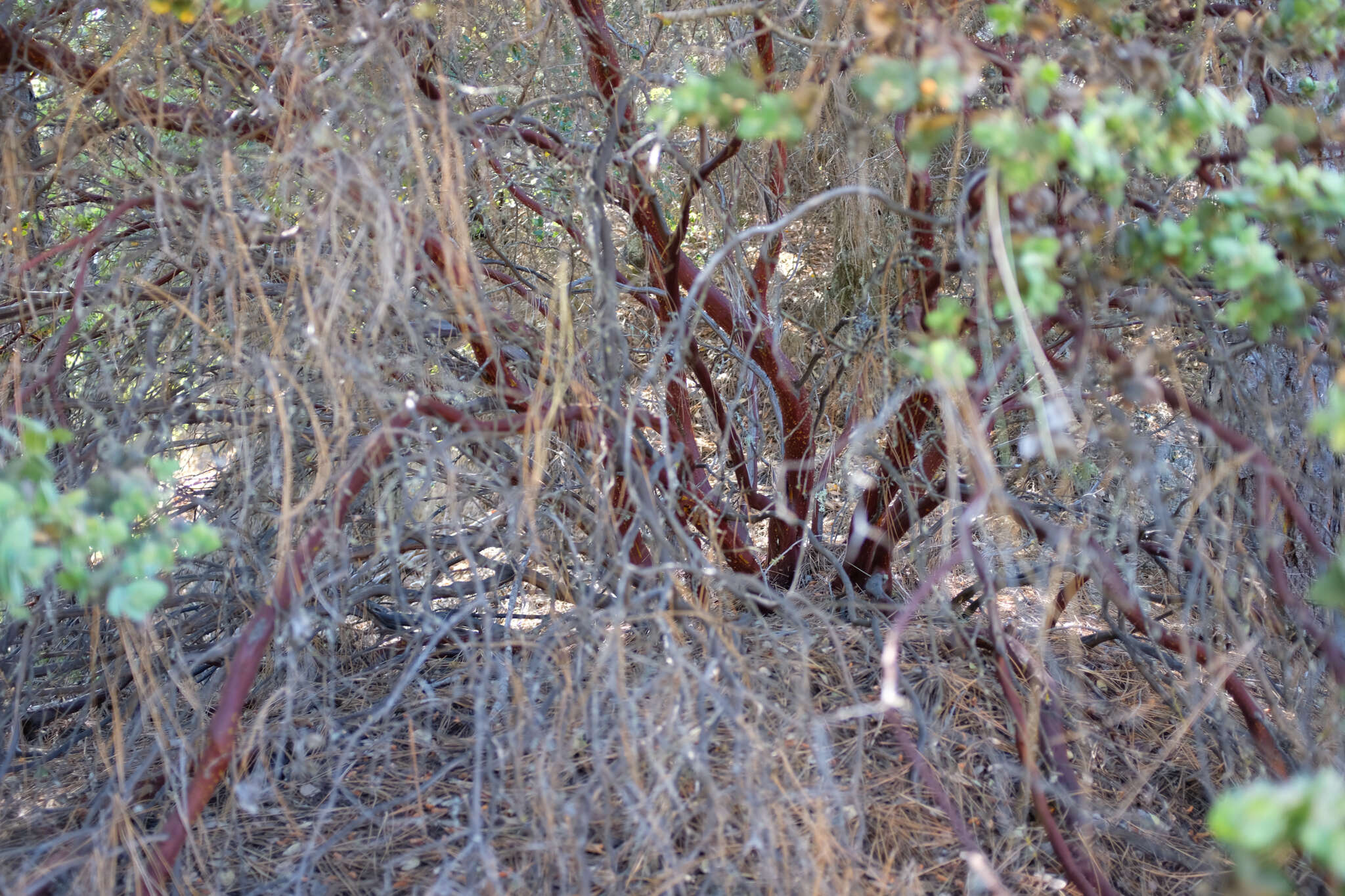 Imagem de Arctostaphylos luciana P. V. Wells