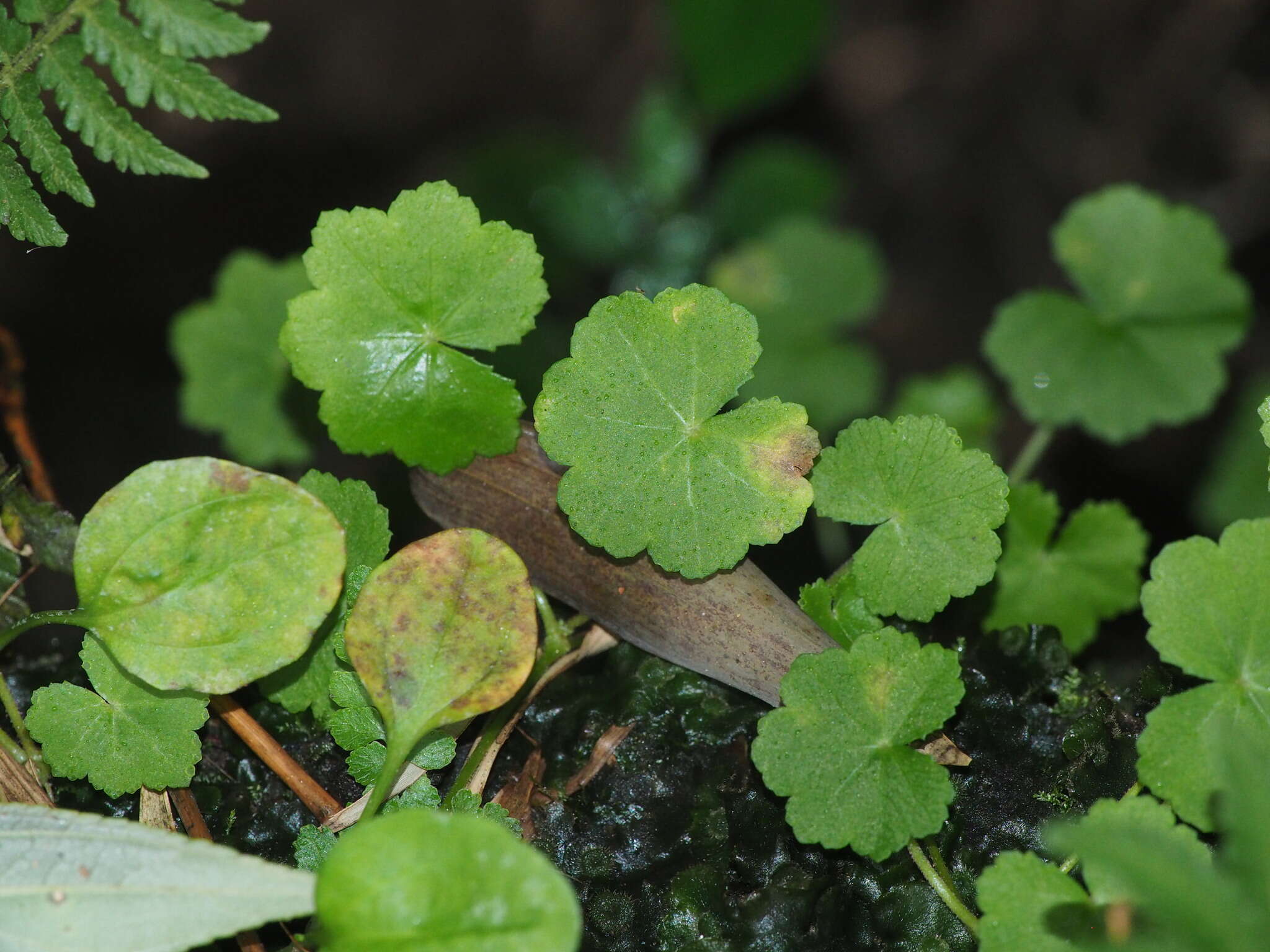 Image de Hydrocotyle nepalensis Hook.